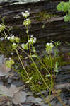 Nuttall's cornsalad